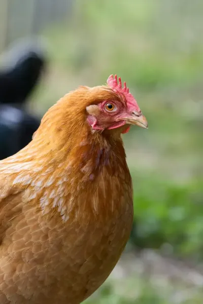 Braune Henne auf einem Bauernhof
