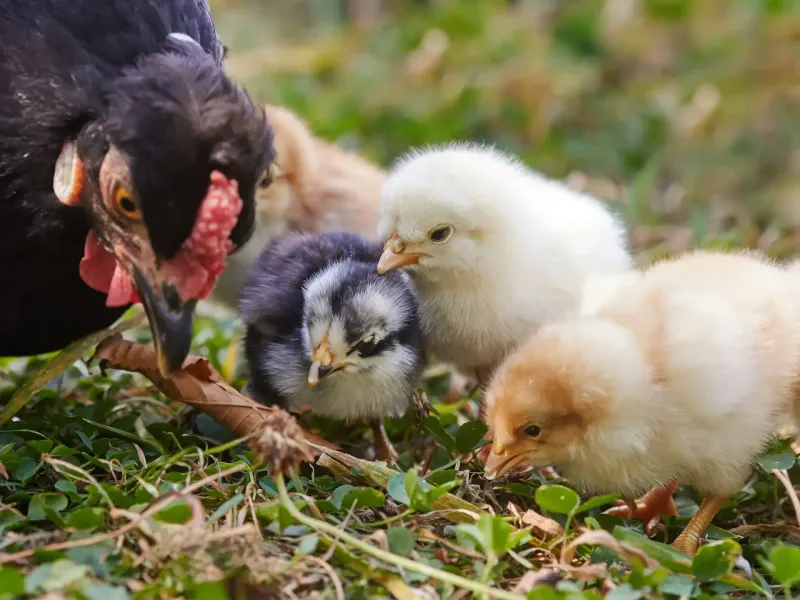 Henne mit mehreren frisch geschlüpften Küken auf grünem Gras