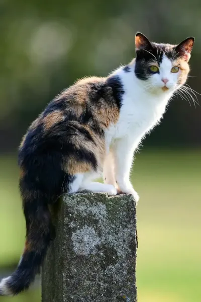 Dreifarbige Katze sitzt auf einem Steinpfosten vor grünem Hintergrund