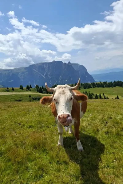 Eine braun-weiße Kuh steht auf einer grünen Wiese vor einem bewaldeten Berghang unter einem wolkigen Himmel