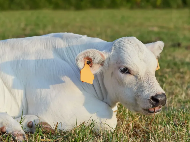 Weißes Kalb auf einer Wiese